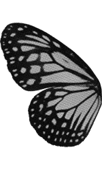 Butterfly wing