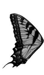 Butterfly wing